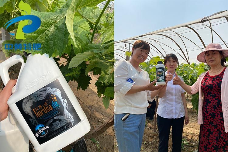 祝賀河南中黃特肥在靈寶縣葡萄基地舉辦觀摩會(huì)成功！